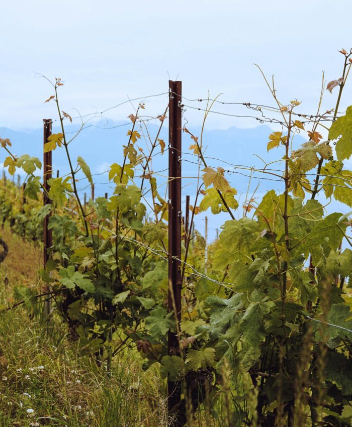 Nos vignes en Mars