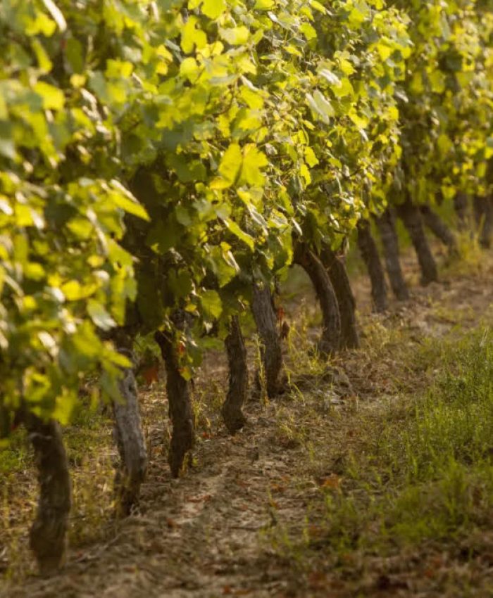 En août dans les vignes